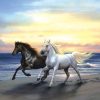 40-33-anima Horse Black And White Pentium