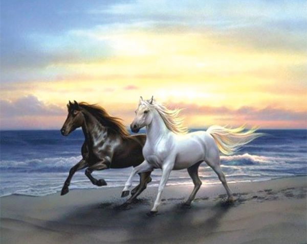 40-33-anima Horse Black And White Pentium
